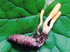 Nấm Đông trùng hạ thảo Cordyceps takaomontana Yakushiji & Kumazawa là loại dược liệu quý